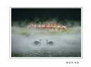 长隆飞鸟乐园创作团摄影作品欣赏(57)_在线影展的作品